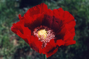 poppy flower